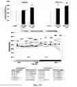 Fig. 07 - Methods of treatment using a pentapeptide derived from the C-Terminus of Glucagon-Like Peptide 1 (GLP-1)