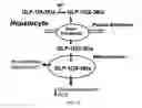 Fig. 21 - Methods of treatment using a pentapeptide derived from the C-Terminus of Glucagon-Like Peptide 1 (GLP-1)