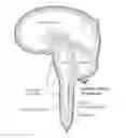 Fig. 01 - Methods for treating neurological conditions and compositions and materials therefor