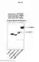 Fig. 07 - GLYCOPEGYLATED FACTOR IX
