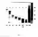 Fig. 02 - Compositions and methods for treatment of microbial infections