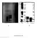 Fig. 04 - Compositions and methods for treatment of microbial infections