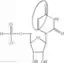 Fig. 89 - ALTERNATIVE NUCLEIC ACID MOLECULES AND USES THEREOF