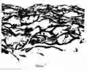 Fig. 06 - Decellularized small particle tissue product