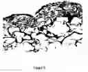 Fig. 07 - Decellularized small particle tissue product