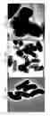 Fig. 13 - Biodegradable scaffolds