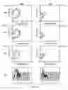 Fig. 34 - Biodegradable scaffolds