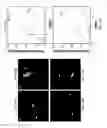 Fig. 42 - Biodegradable scaffolds