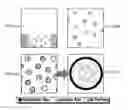 Fig. 43 - Biodegradable scaffolds