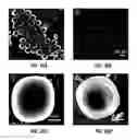 Fig. 44 - Biodegradable scaffolds
