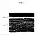 Fig. 06 - Multilayer sheet, integrated sheet using same, and manufacturing method therefor