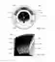 Fig. 20 - Apparatus and methods to create posterior compression at the breast during expression of breast milk