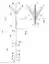 Fig. 05 - OCCLUSION PERFUSION CATHETER