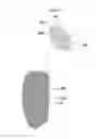 Fig. 02 - Scaffold for a fitness stepper