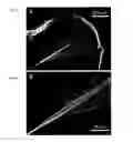 Fig. 03 - Fabrication and application of nanofiber ribbons and sheets and twisted and non-twisted nanofiber yarns