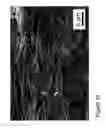 Fig. 15 - Fabrication and application of nanofiber ribbons and sheets and twisted and non-twisted nanofiber yarns