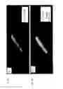 Fig. 75 - Fabrication and application of nanofiber ribbons and sheets and twisted and non-twisted nanofiber yarns
