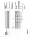 Fig. 87 - Fabrication and application of nanofiber ribbons and sheets and twisted and non-twisted nanofiber yarns