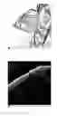 Fig. 03 - Porous graphene preparation method