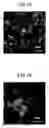 Fig. 09 - Titanium oxide fine particles and method for producing same