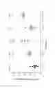 Fig. 21 - Amine cationic lipids and uses thereof