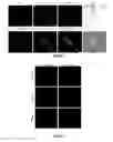 Fig. 05 - Small molecular probes, processes and use thereof