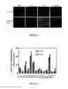 Fig. 33 - Small molecular probes, processes and use thereof