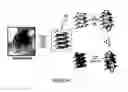 Fig. 34 - Small molecular probes, processes and use thereof