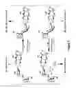 Fig. 04 - Synthesis of halichondrin analogs and uses thereof