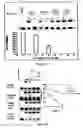 Fig. 07 - Cationic lipid cordiarimide hybrid compounds and a process for preparation thereof