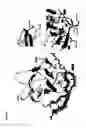 Fig. 02 - Antibody, epitope tag and method for detection, capture and/or purification of tagged polypeptides