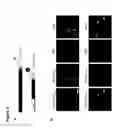 Fig. 05 - Antibody, epitope tag and method for detection, capture and/or purification of tagged polypeptides