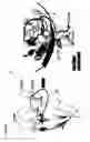 Fig. 06 - Antibody, epitope tag and method for detection, capture and/or purification of tagged polypeptides