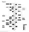 Fig. 07 - Antibody, epitope tag and method for detection, capture and/or purification of tagged polypeptides