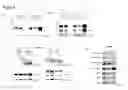 Fig. 10 - Antibody, epitope tag and method for detection, capture and/or purification of tagged polypeptides