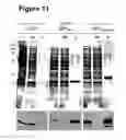 Fig. 12 - Antibody, epitope tag and method for detection, capture and/or purification of tagged polypeptides