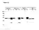 Fig. 13 - Antibody, epitope tag and method for detection, capture and/or purification of tagged polypeptides