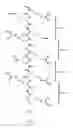 Fig. 04 - C6S specific transporter molecules