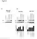 Fig. 07 - Peptide-induced NK cell activation