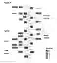 Fig. 07 - Epitope tag and method for detection and/or purification of tagged polypeptides