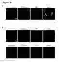 Fig. 11 - Epitope tag and method for detection and/or purification of tagged polypeptides
