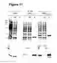 Fig. 12 - Epitope tag and method for detection and/or purification of tagged polypeptides