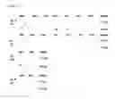 Fig. 35 - Kv1.3 potassium channel antagonists
