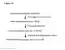 Fig. 37 - Kv1.3 potassium channel antagonists