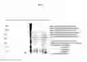 Fig. 05 - Expression system
