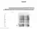 Fig. 07 - Expression system
