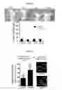 Fig. 06 - Mps1 and KNL1 phosphorylation system