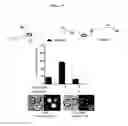 Fig. 37 - Mps1 and KNL1 phosphorylation system
