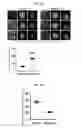 Fig. 40 - Mps1 and KNL1 phosphorylation system