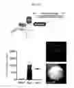 Fig. 41 - Mps1 and KNL1 phosphorylation system